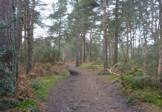 Walk Tilford And Hankley Common 26Jan2022